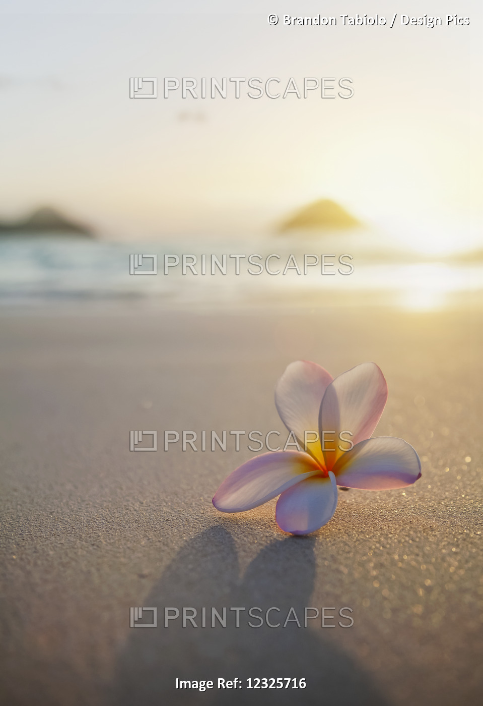 A Plumeria Flower Sits On The Sand With A View Of Mokulua Twin Islands And The ...