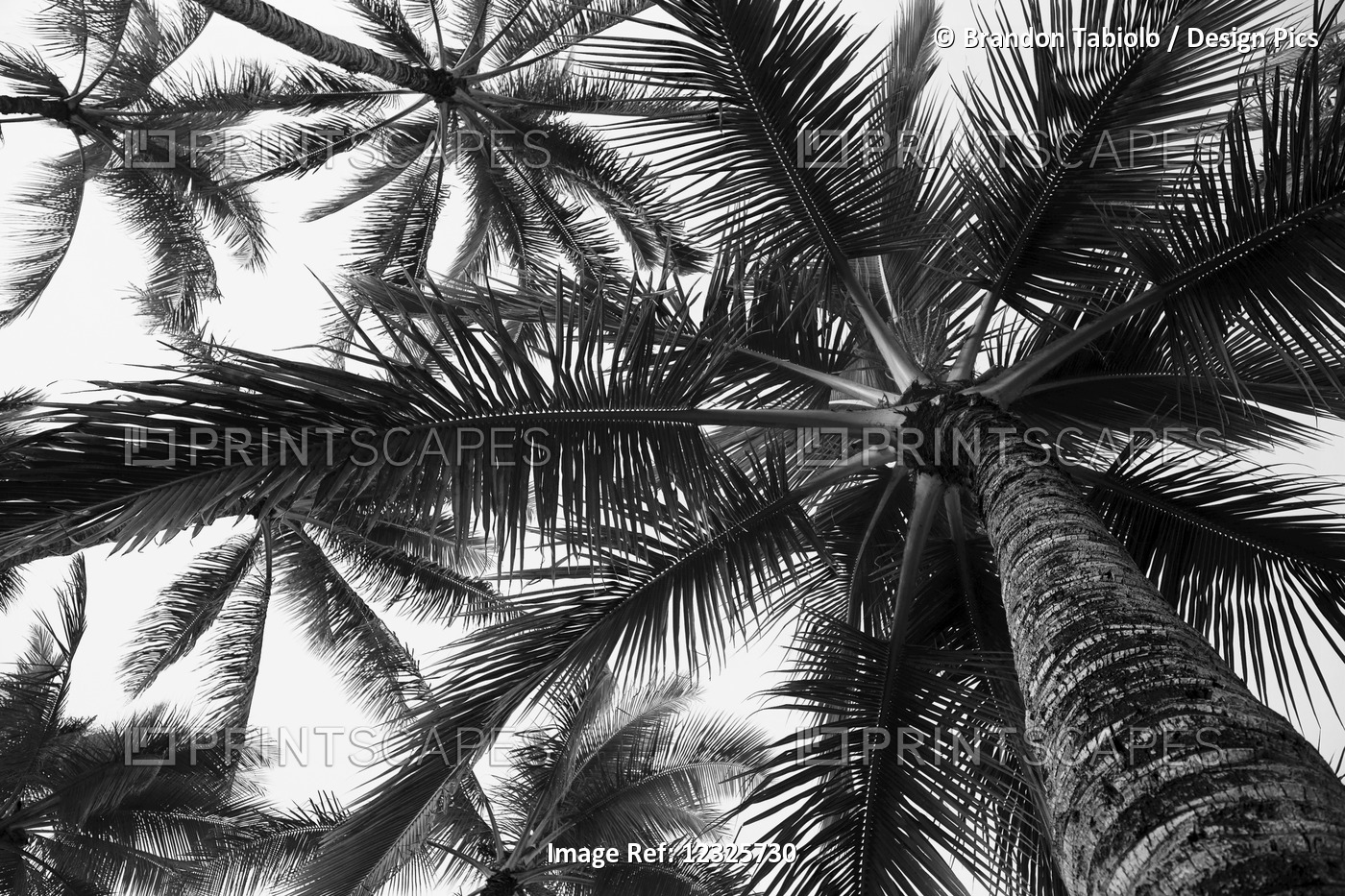 Low Angle View Of Coconut Palm Trees In Black And White; Honolulu, Oahu, ...