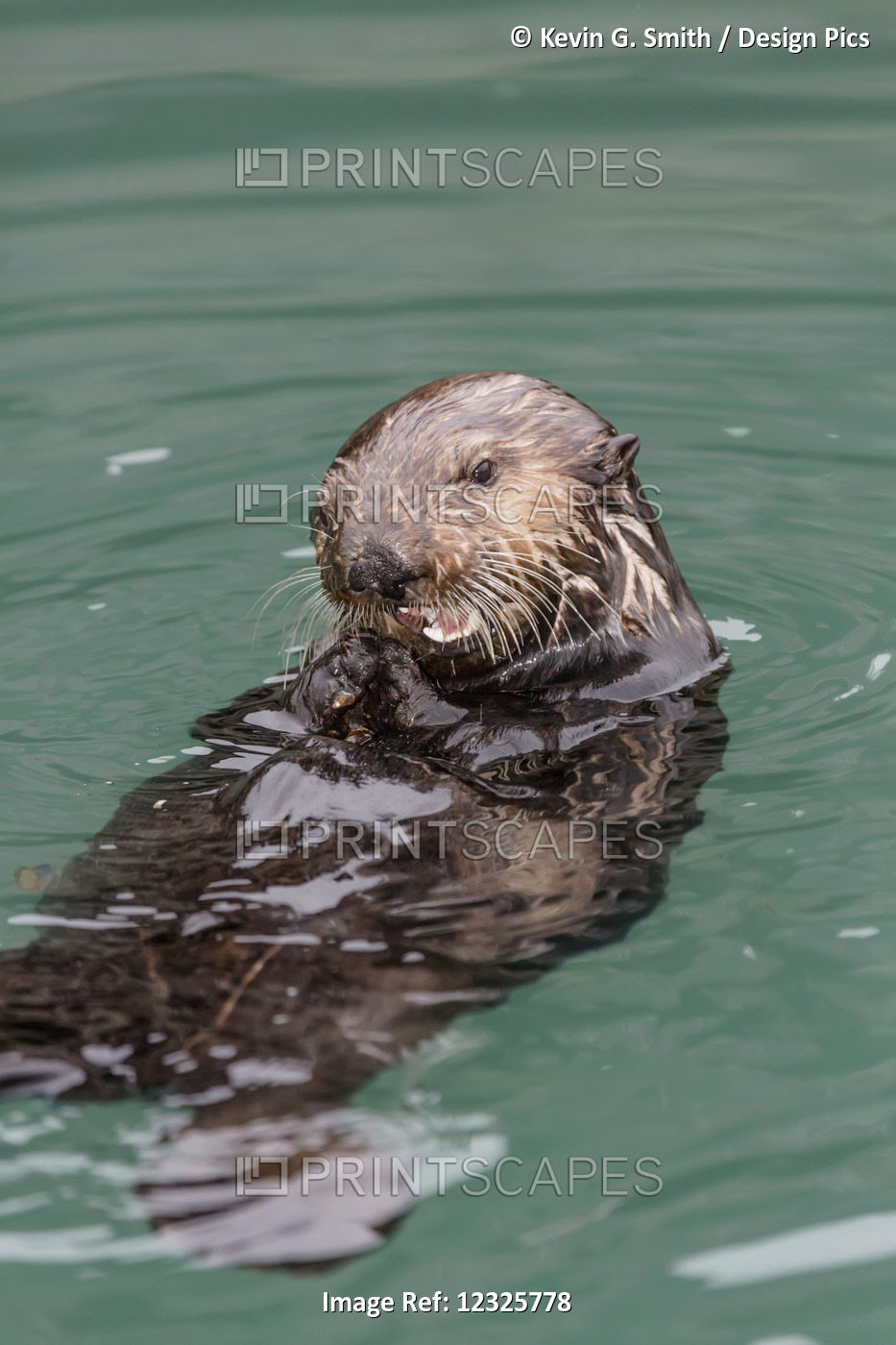 Close-Up Of A Sea Otter (Enhydra Lutris) Floating On It's Back, Holding A Black ...