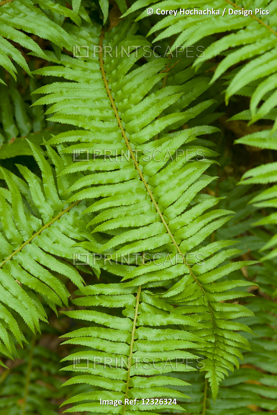 Lush, Green Ferns; Thetis Island, British Columbia, Canada