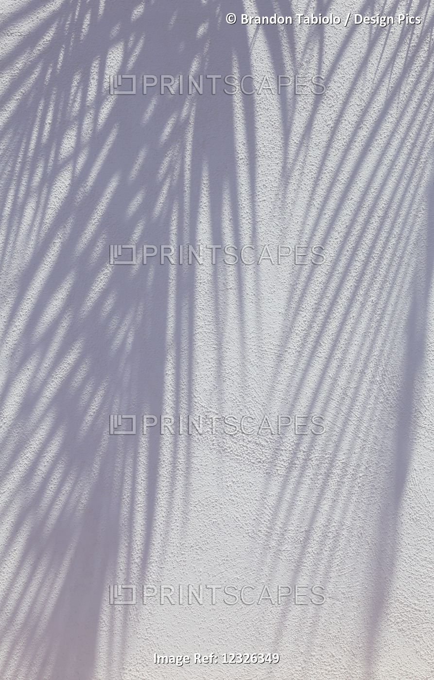 Shadow Of Palm Leaf Fronds Against A White Stucco Wall; Honolulu, Oahu, Hawaii, ...