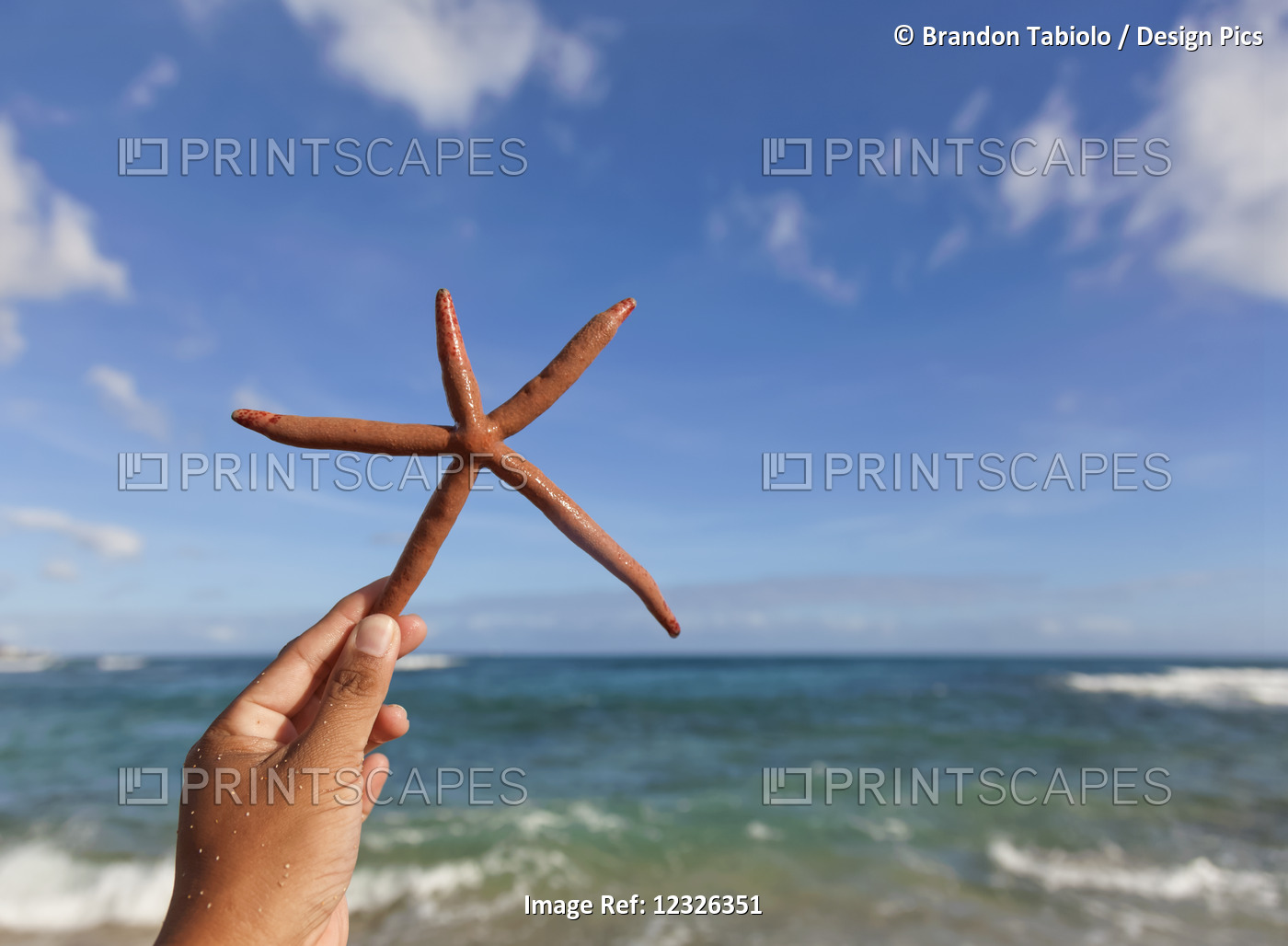 Close-Up Of A Hand Holding A Finger Starfish, Also Known As Linckia Sea Star, ...