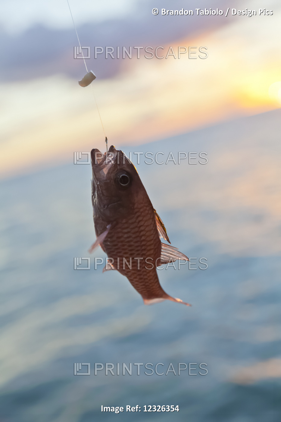Close-Up Of A Red Saltwater Fish Caught On A Fishing Line And Hook; Honolulu, ...