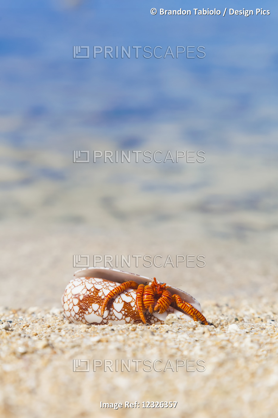 A Hawaiian Sea Creature, Halloween Hermit Crab (Ciliopagurus Strigatus) On The ...
