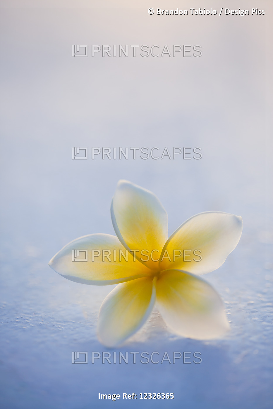 Close-Up Of A Single Beautiful Yellow Plumeria Flower (Apocynaceae) In Soft ...