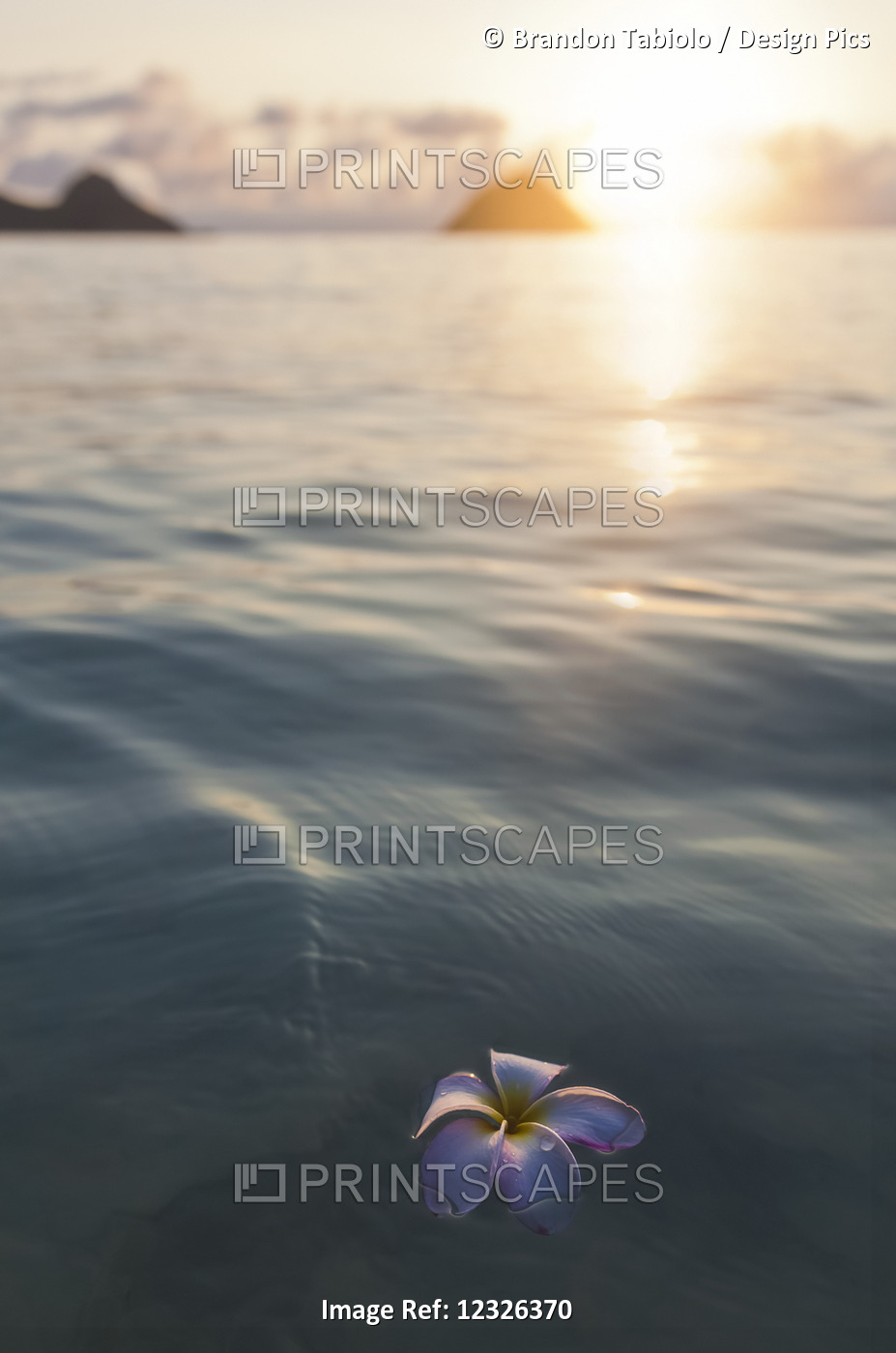A Single Beautiful Pink Plumeria Flower (Apocynaceae) Floating In The Water Off ...