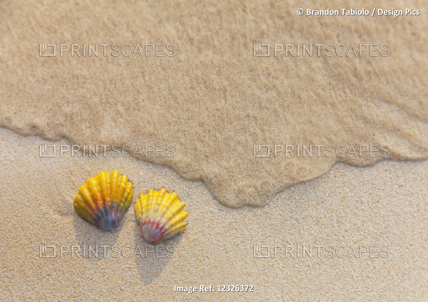 A Set Of Two Rare Hawaiian Sunrise Scallop Seashells, Also Known As Pecten ...