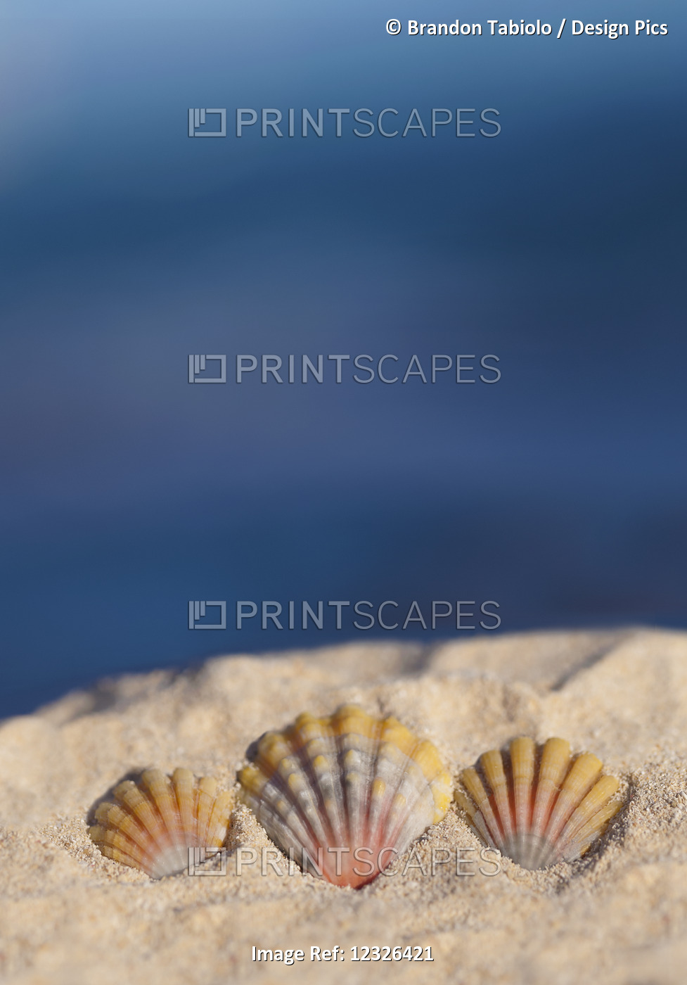 A Set Of Three Rare Hawaiian Sunrise Scallop Seashells, Also Known As 'pecten ...