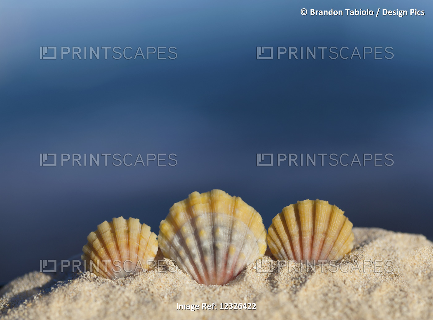 A Set Of Three Rare Hawaiian Sunrise Scallop Seashells, Also Known As 'pecten ...