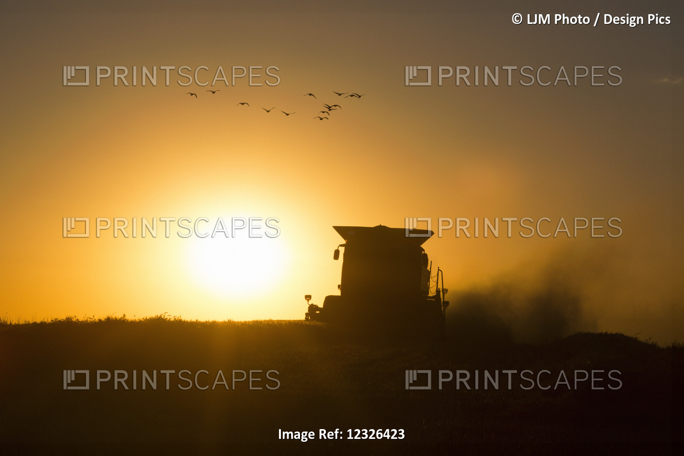 Harvesting Wheat In Late Autumn At Sunset With A Small Flock Of Geese Overhead; ...