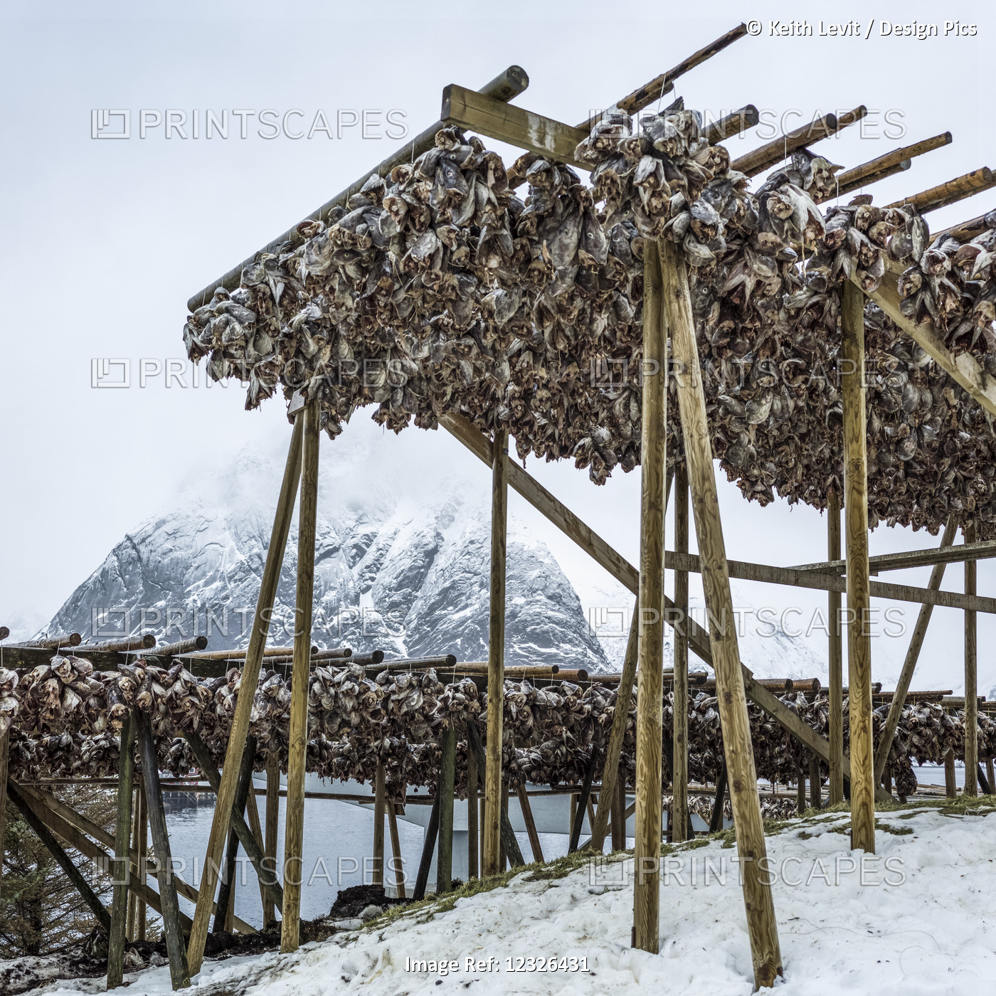 Arctic Cod Drying On Wooden Racks On The Shore In Winter; Lofoten Islands, ...
