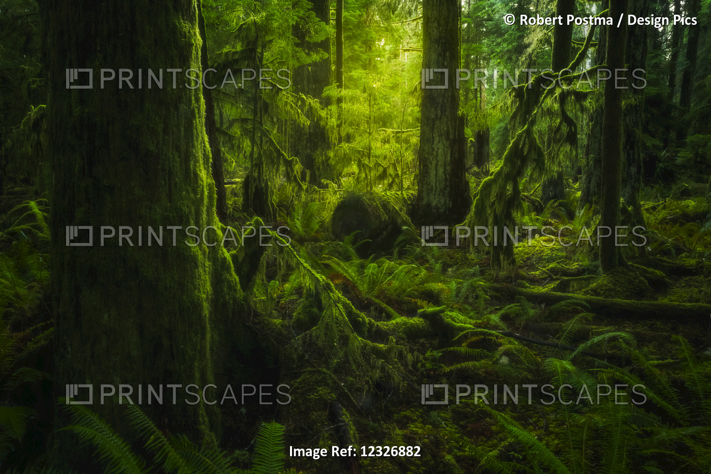 The Lush Rainforest Of Cathedral Grove, Macmillan Provincial Park, Vancouver ...
