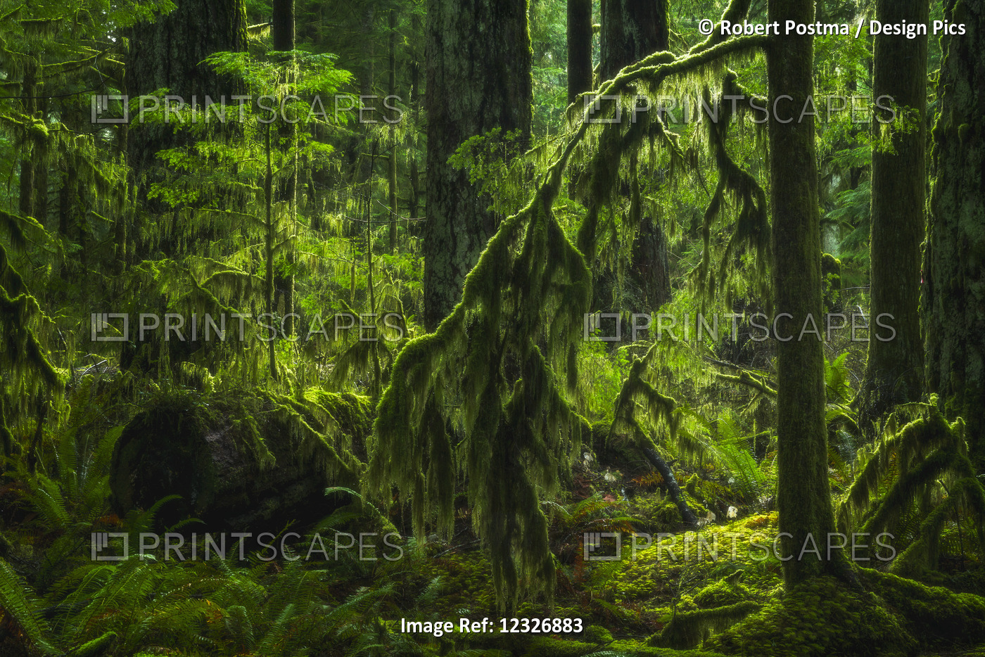 The Lush Rainforest Of Cathedral Grove, Macmillan Provincial Park, Vancouver ...