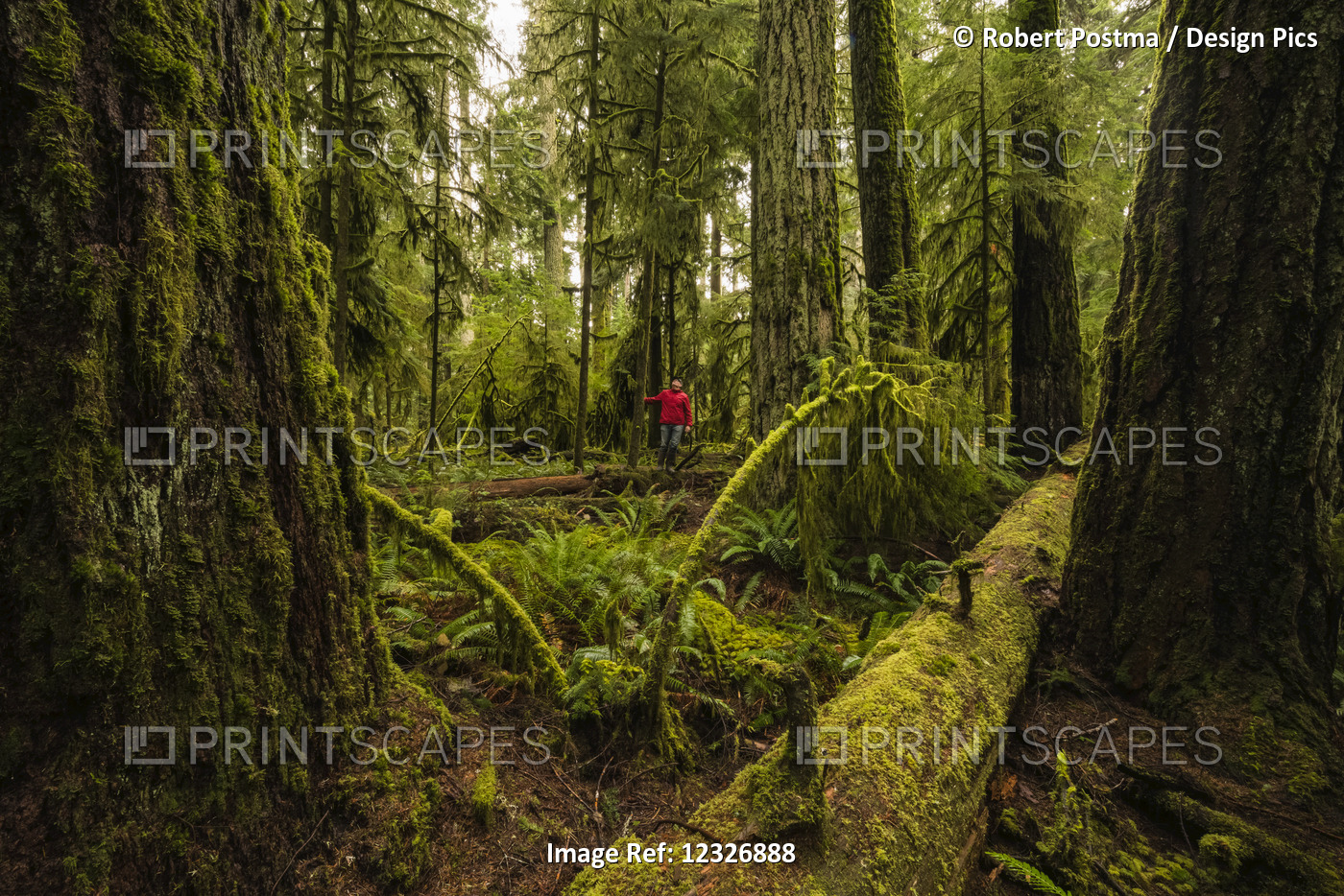 A Tourist In The Lush Rainforest Of Cathedral Grove, Macmillan Provincial Park, ...