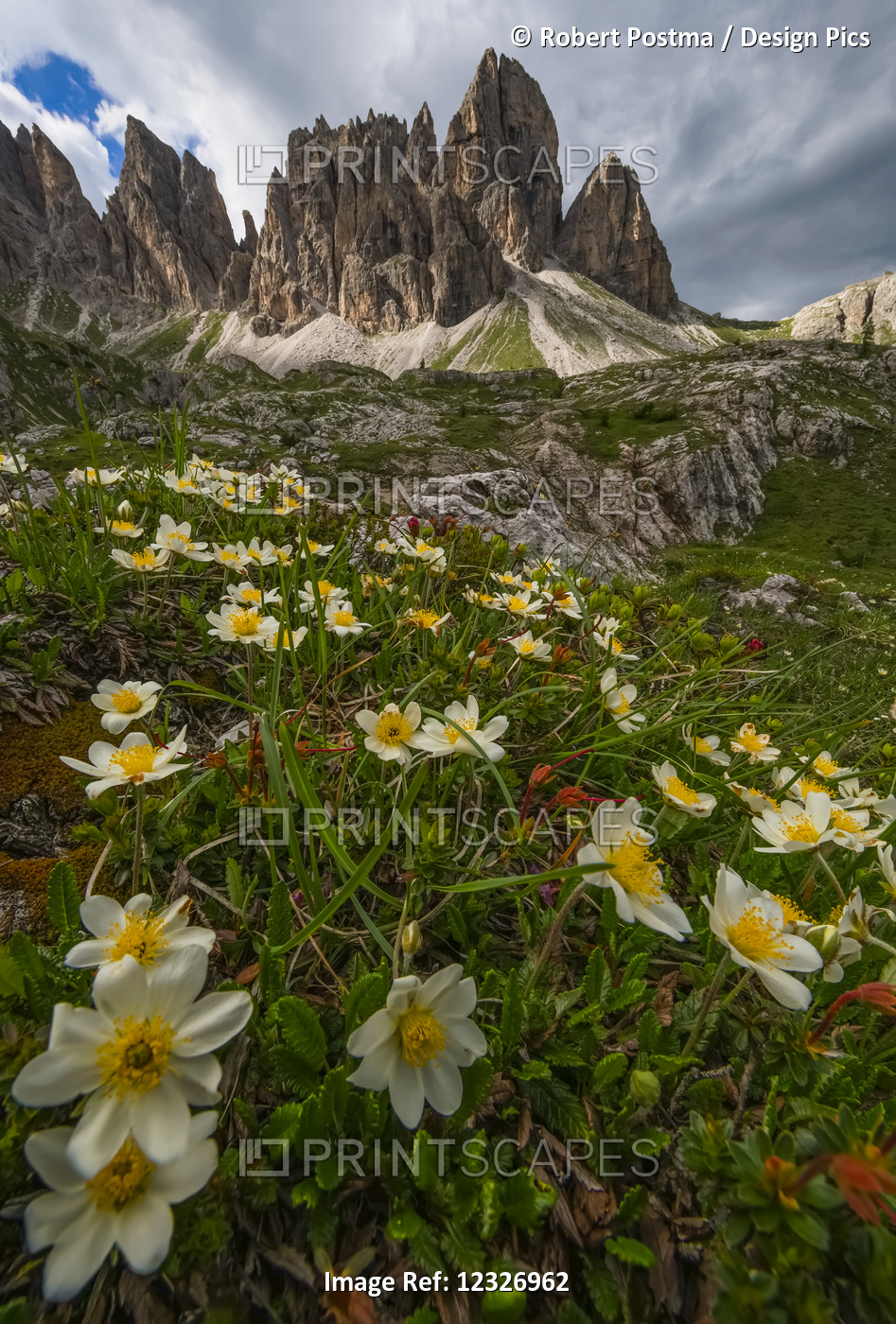 Wildflowers In The Dolomite Mountains Of Italy As Dusk Approaches; Cortina, ...