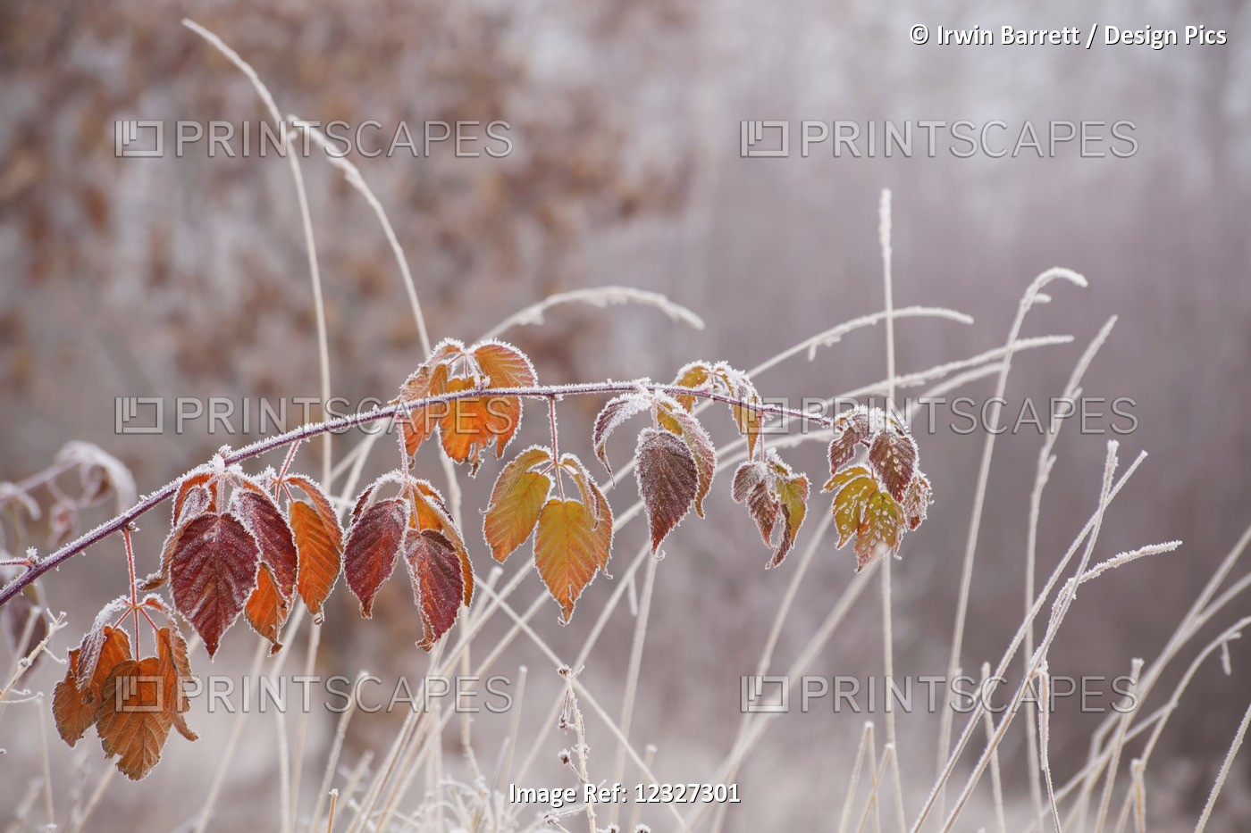 Frost Rimmed Bramble Leaves And Grass; Nova Scotia, Canada