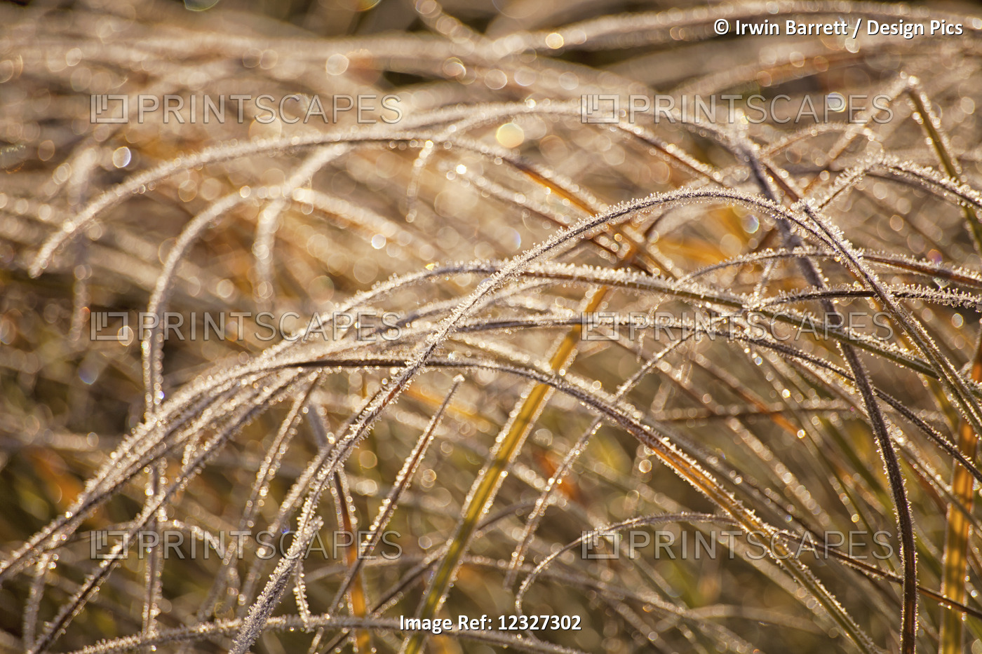 Wild Grasses Bent And Covered With Frost; Oakfield, Nova Scotia, Canada