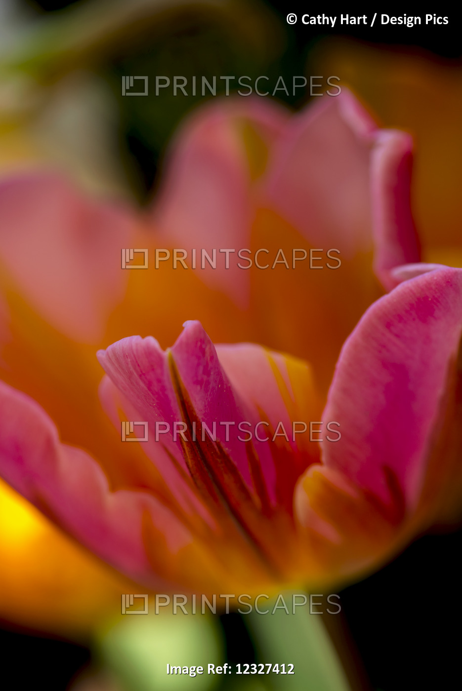 Close-Up Of A Flower In Bloom At Butchart Gardens; Victoria, British Columbia, ...