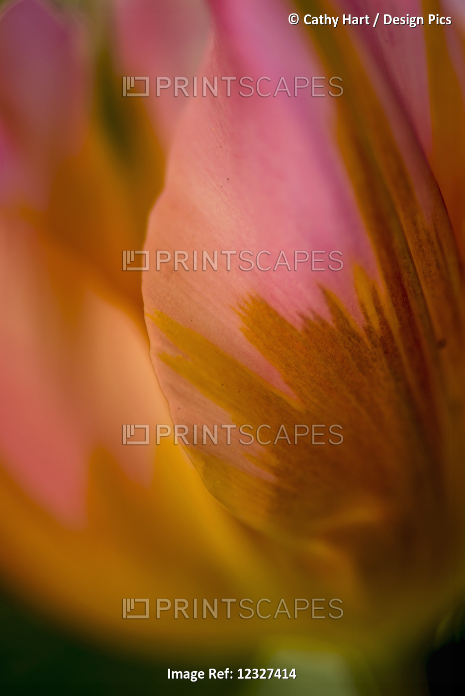 Close-Up Of A Flower In Bloom At Butchart Gardens; Victoria, British Columbia, ...
