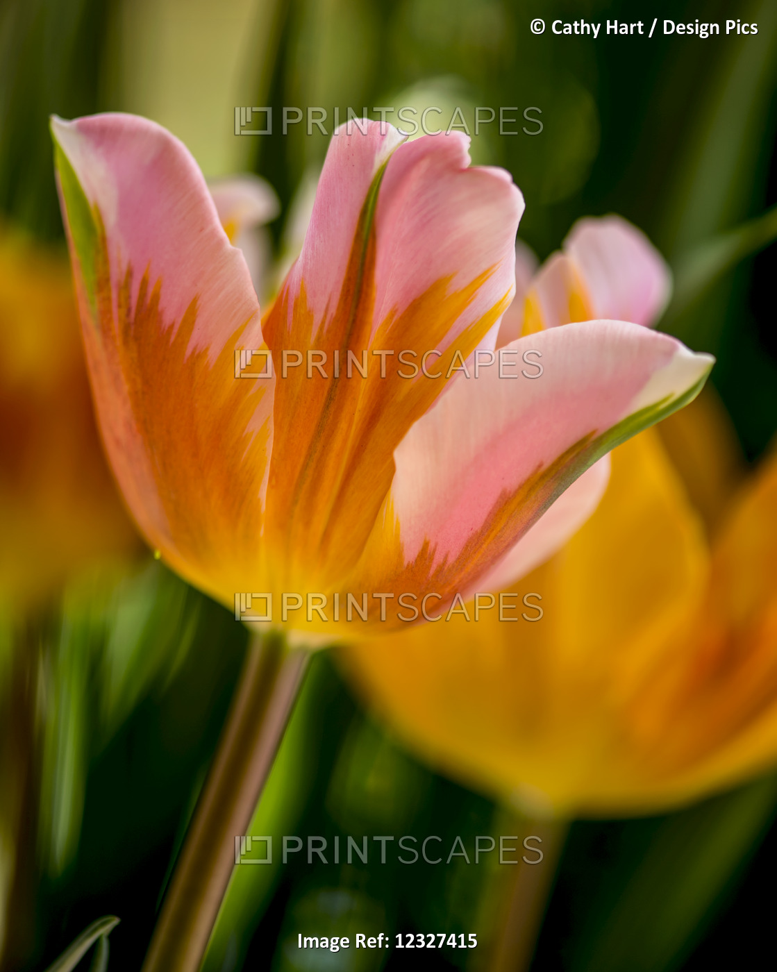 Close-Up Of Flowers In Bloom At Butchart Gardens; Victoria, British Columbia, ...
