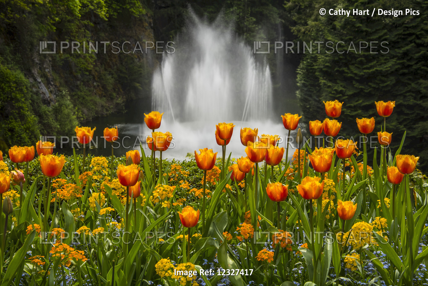 Water Fountain And Tulips At Butchart Gardens; Victoria, British Columbia, ...