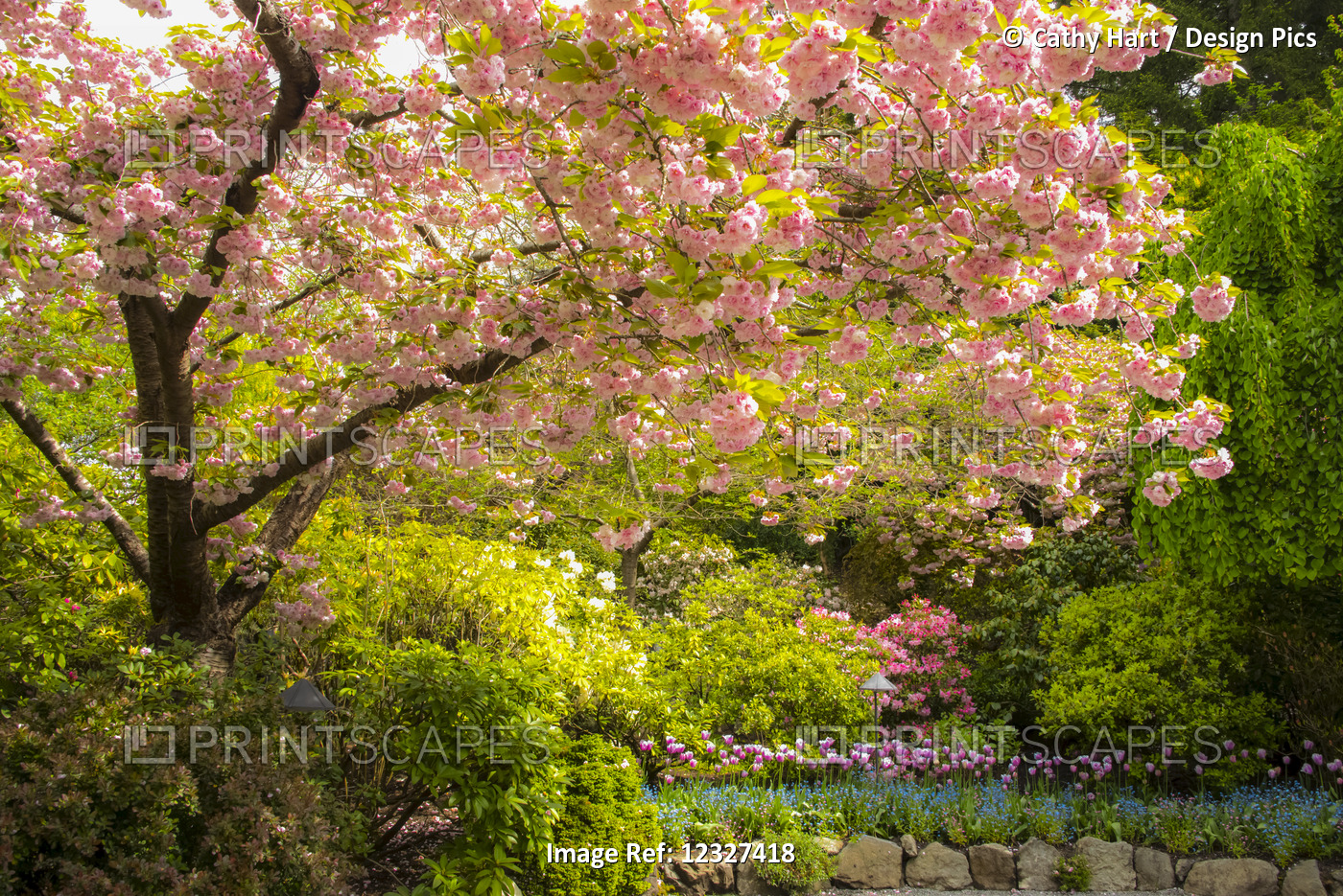 Cherry Blossoms And Flowers At Butchart Gardens; Victoria, British Columbia, ...