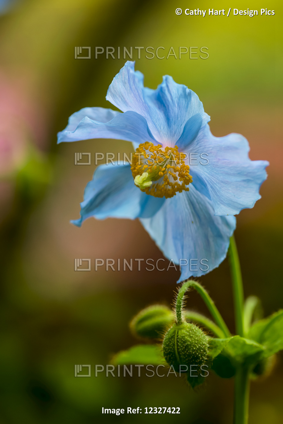 Close-Up Of A Blue Flower Blossoming At Butchart Gardens; Victoria, British ...