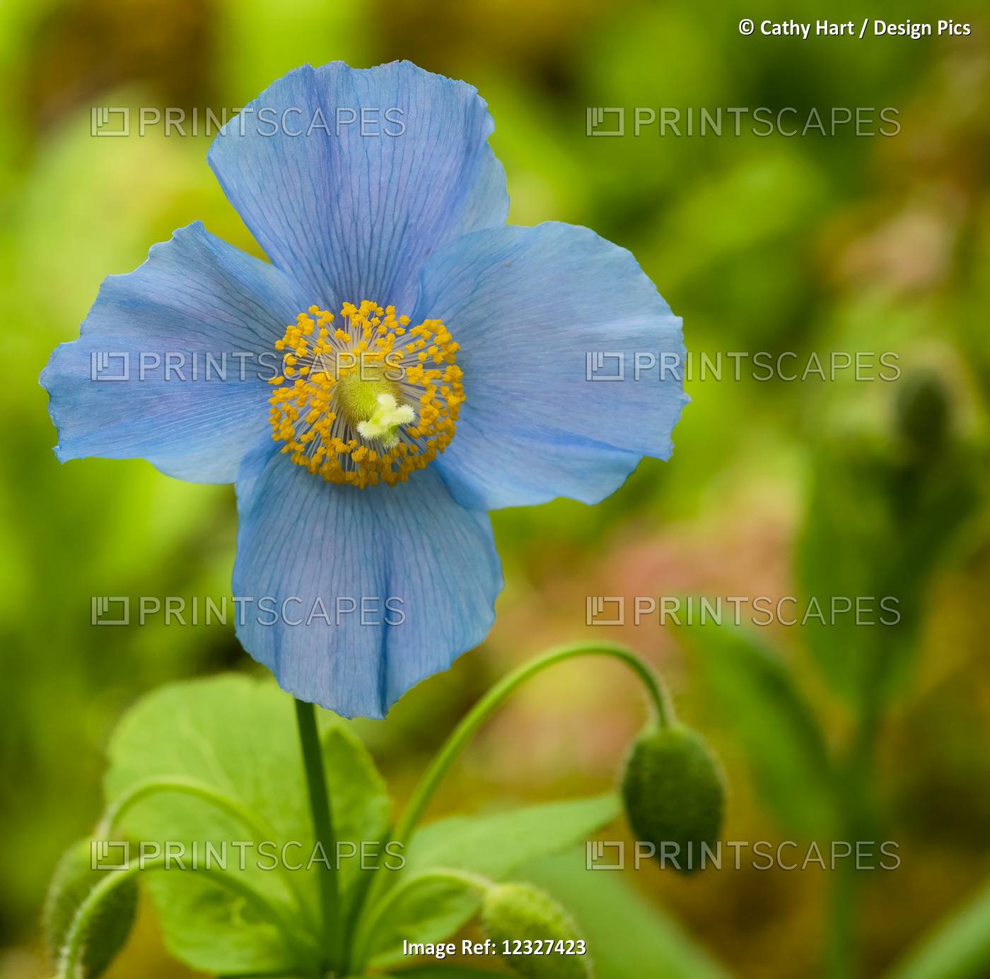 Close-Up Of A Blue Flower Blossoming At Butchart Gardens; Victoria, British ...