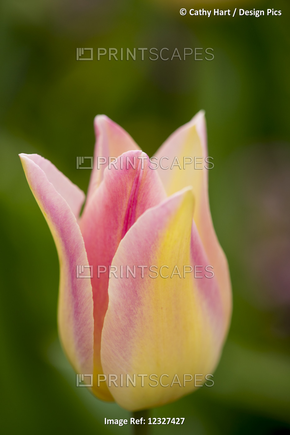 Close-Up Of A Flower Blossoming At Butchart Gardens; Victoria, British ...
