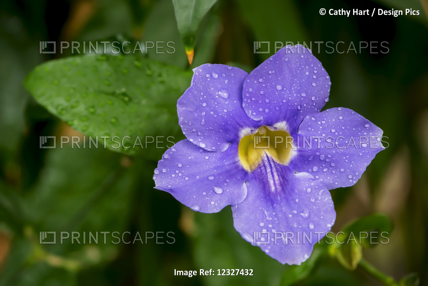 Close-Up Of A Flower In Bloom At Victoria Butterfly Gardens; Victoria. British ...