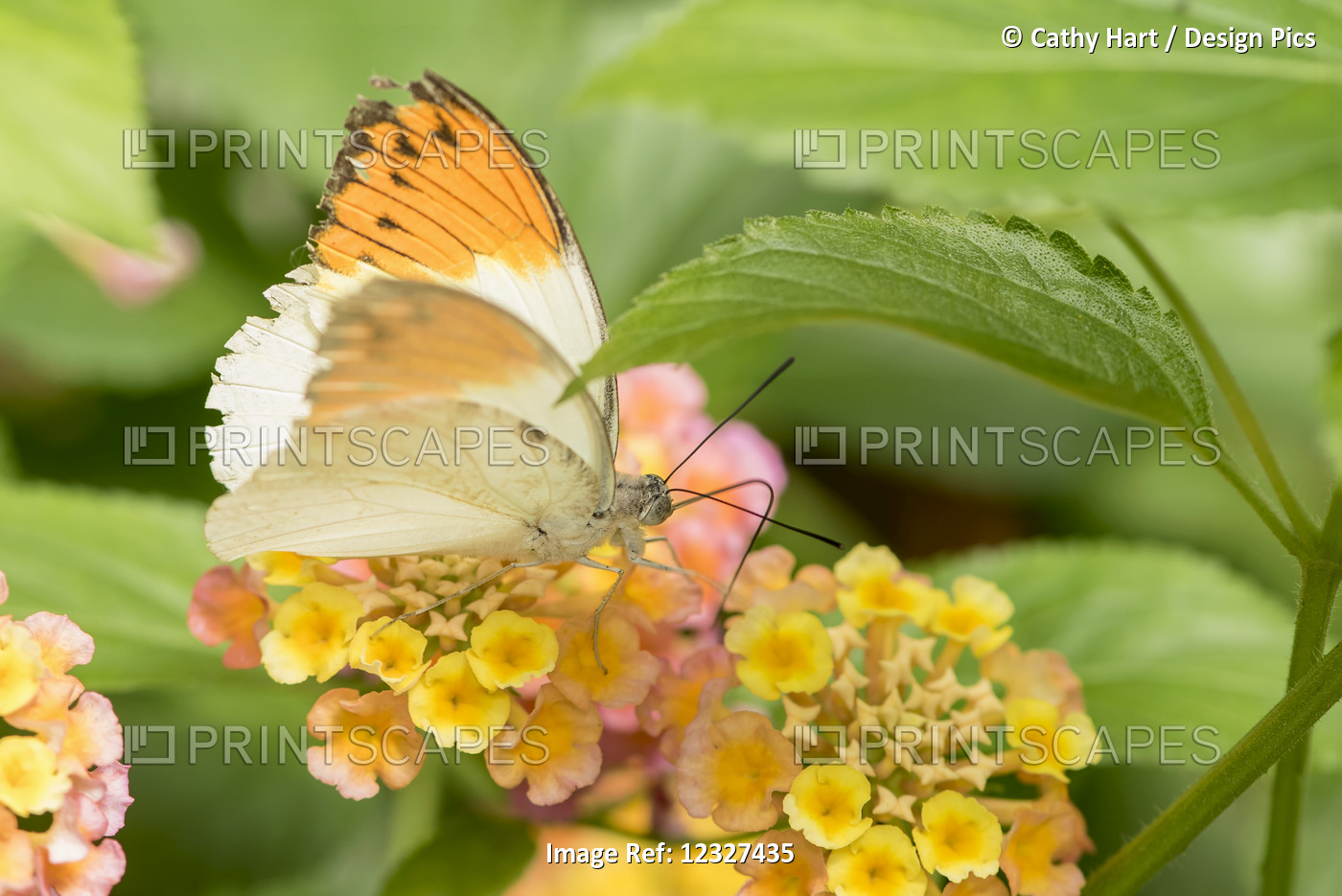 Close-Up Of A Butterfly Resting On A Blossoming Plant At Victoria Butterfly ...