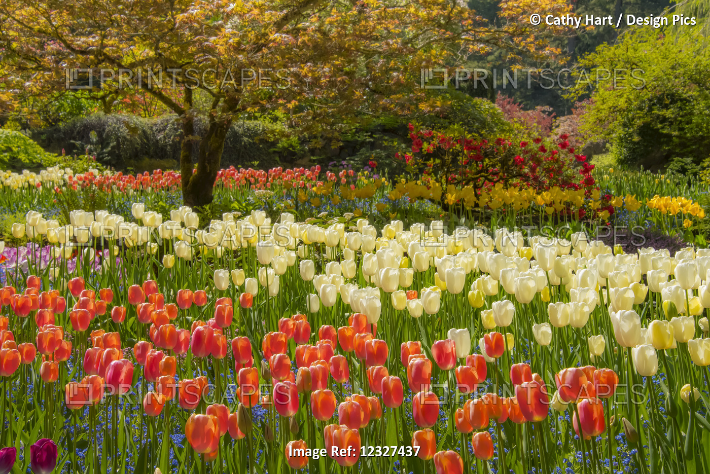Tulips Blossoming In Butchart Gardens; Victoria, British Columbia, Canada