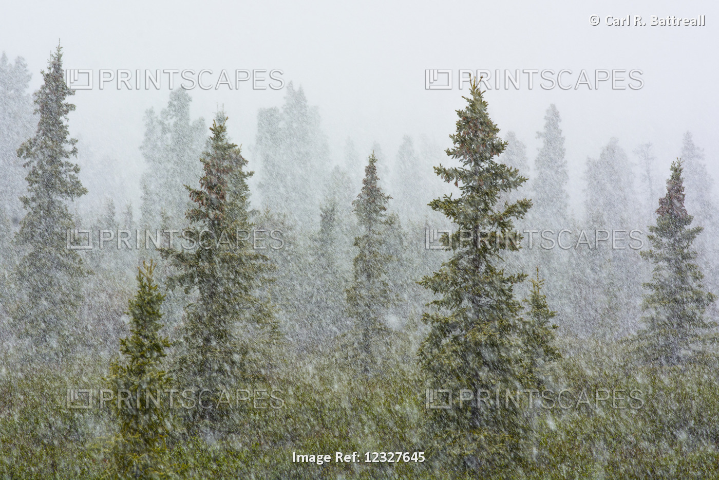 June Snowstorm Amongst An Evergreen Forest, Denali National Park And Preserve, ...