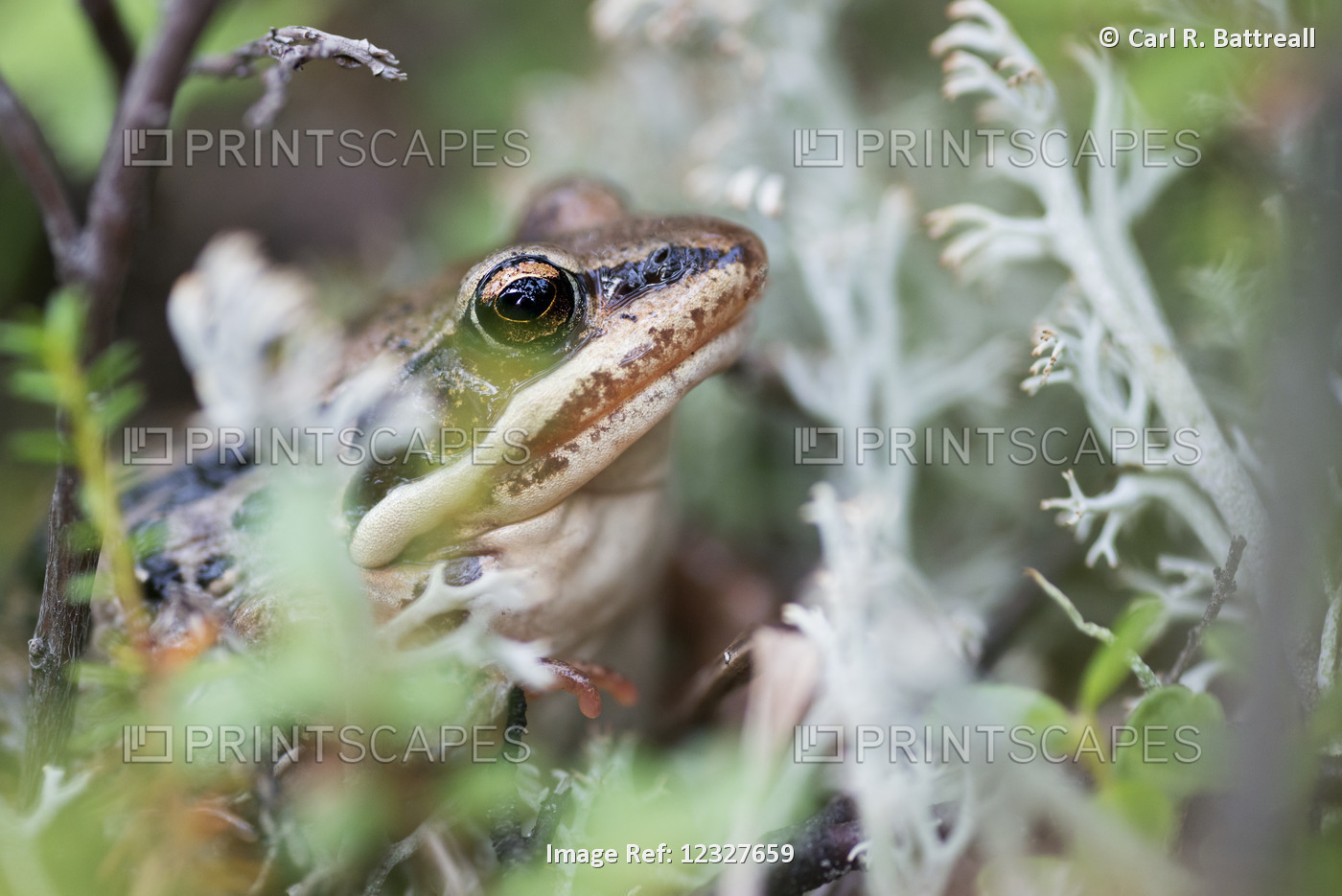 Close Up Of A Wood Frog Near Wonder Lake, Denali National Park, Interior ...