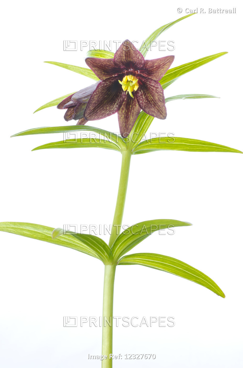 Studio Close Up Of A Chocolate Lily Wildflower, Fritillaria Camschatcensis