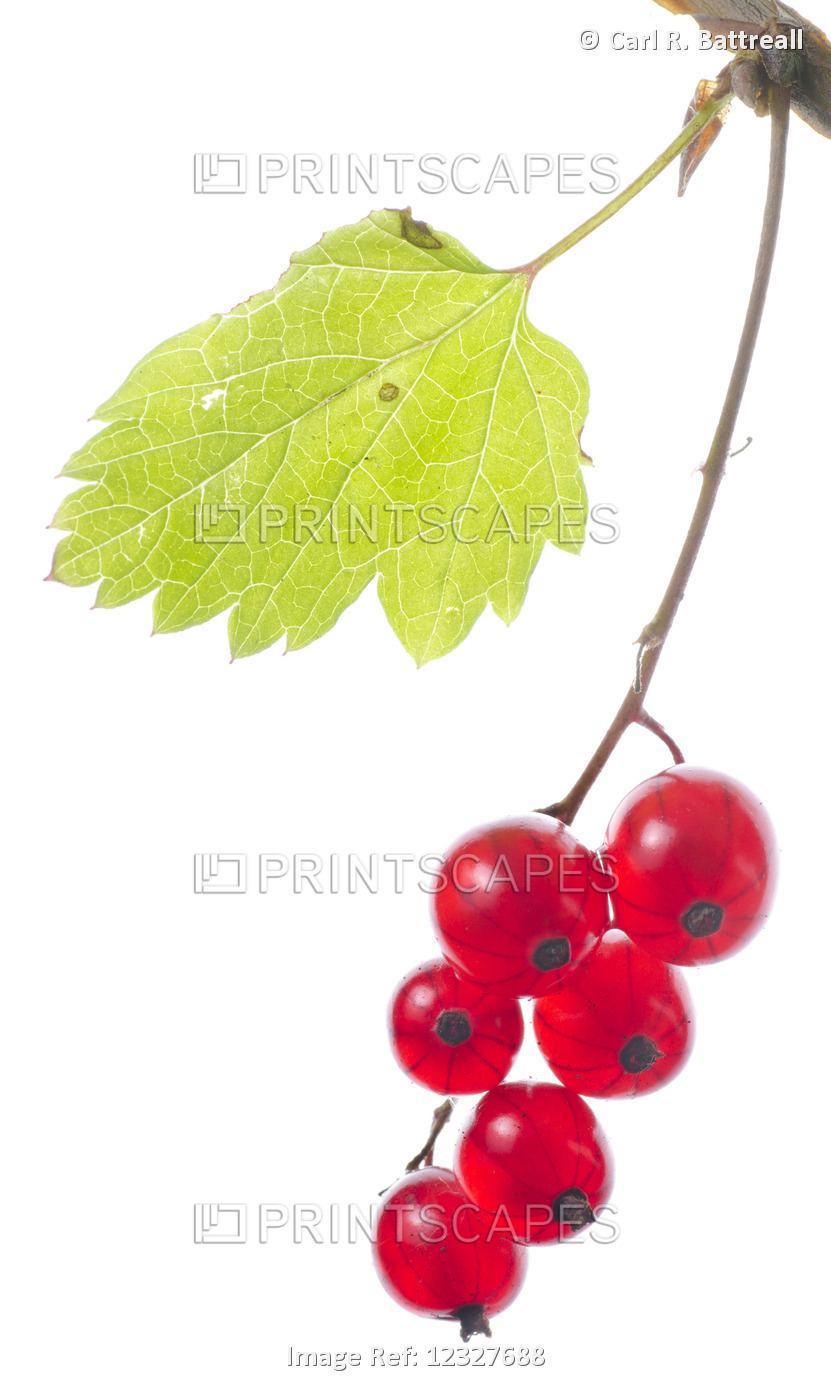 Studio Close Up Of Currants, Ribes Rubrum