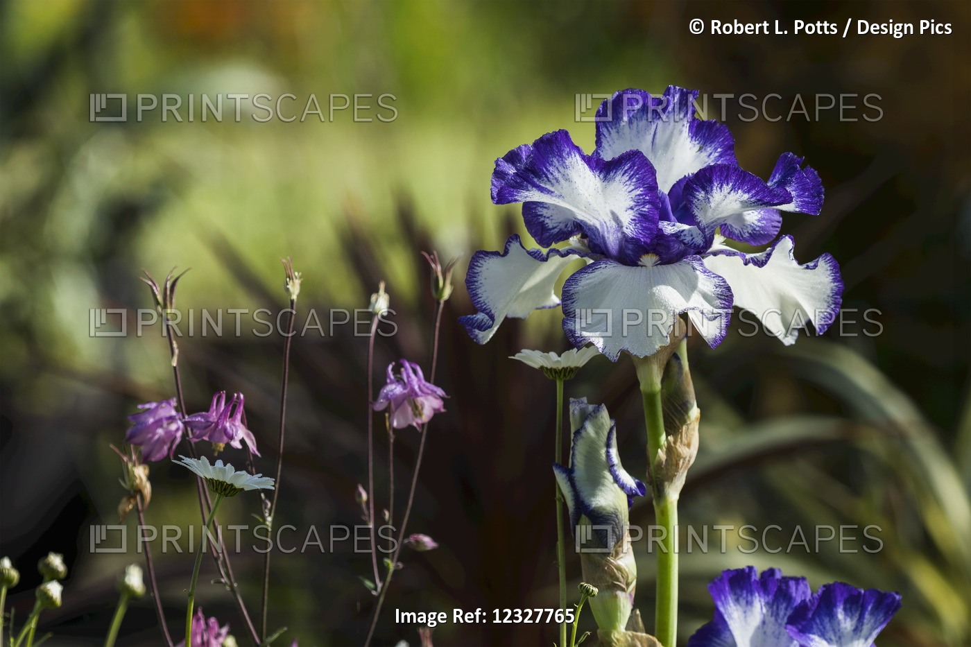 German Iris Blossoming In A Garden; Astoria, Oregon, United States Of America