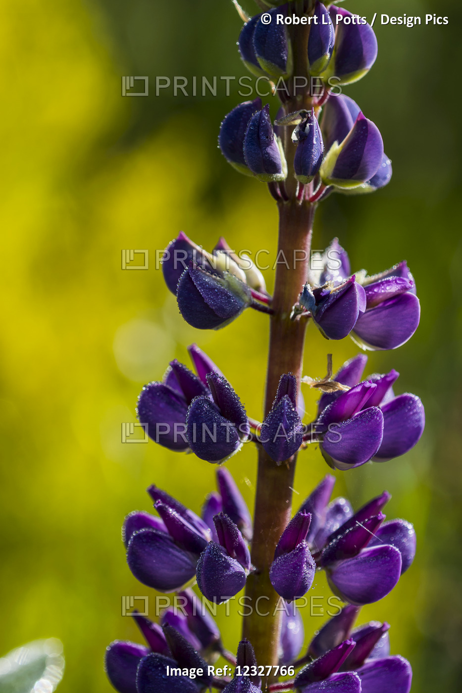 Lupine Plant Stands Tall In A Garden; Astoria, Oregon, United States Of America