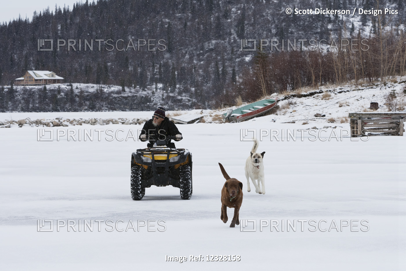 Man Riding On An Atv With Dogs Alongside, Iliamna Lake, Pedro Bay, Southcentral ...