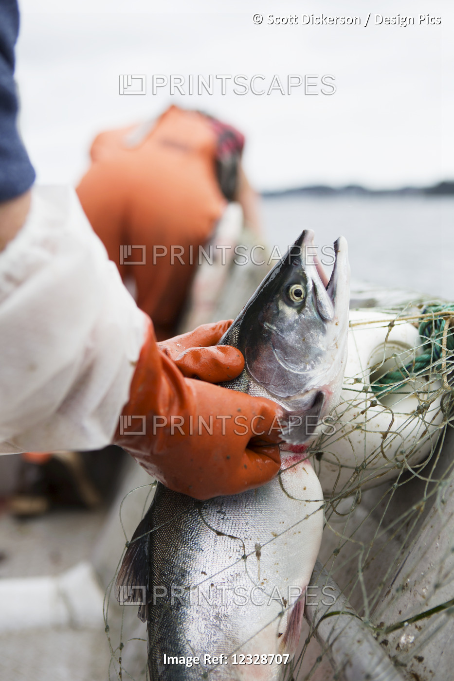 Close-up of female set-netter picking a red salmon from her net near Seldovia, ...