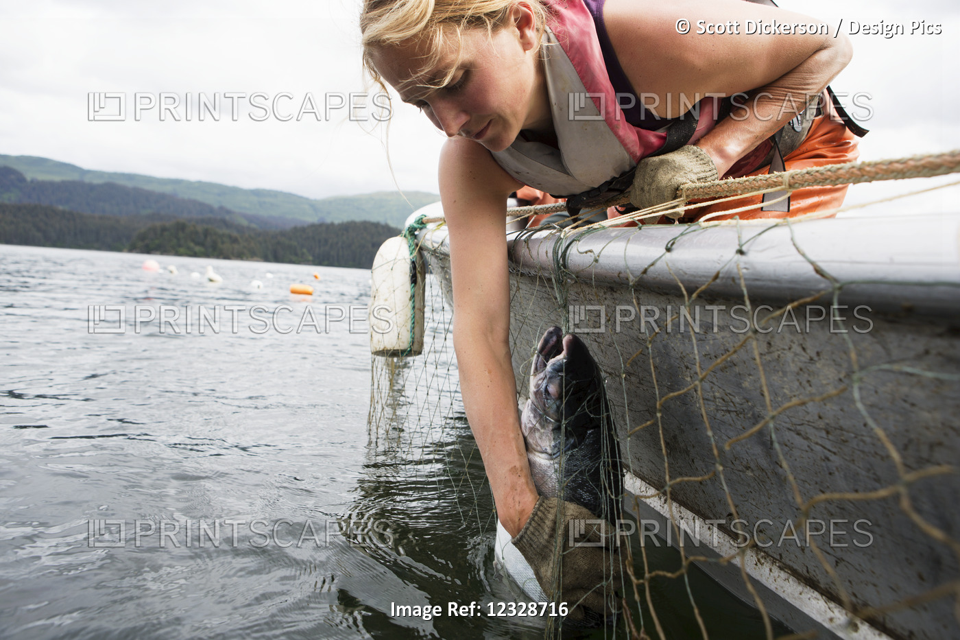 Female set-netter picks red salmon from her net near Seldovia, South-central ...
