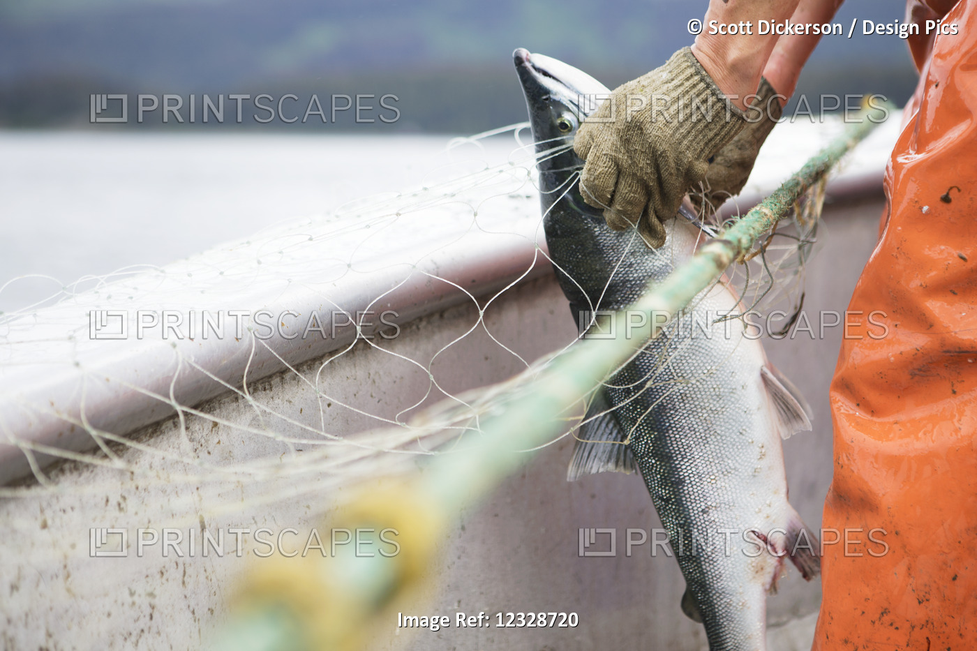 Female set-net fisherman commercially harvesting red salmon at her set-net site ...