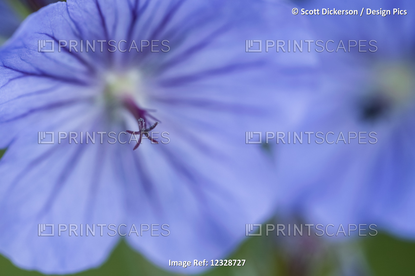 Extreme Close-Up Of A Blue Geranium; Alaska, United States Of America