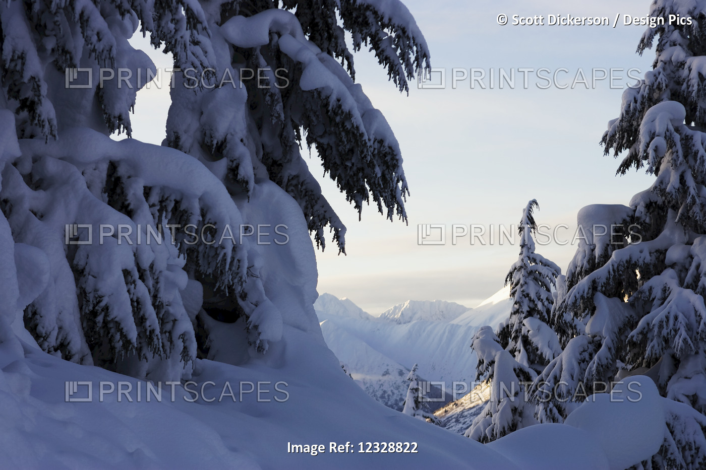 Snow Covered Pine Trees With Bending Branches In Winter; Alaska, United States ...