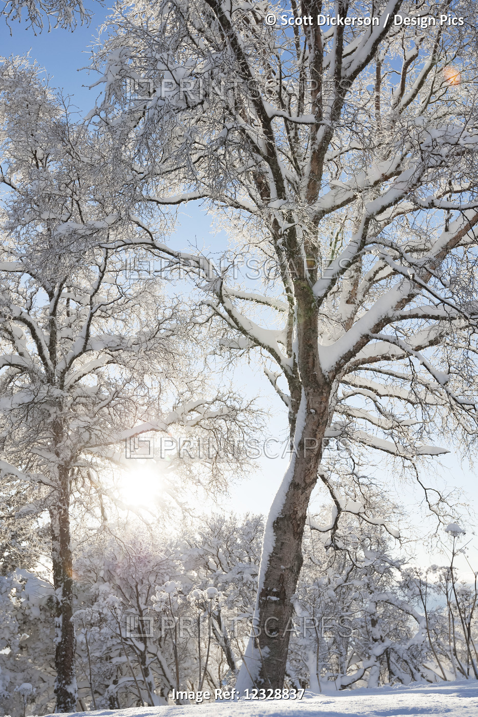 Trees Covered In Snow And Hoarfrost Backlit By The Sunlight Against A Blue Sky; ...