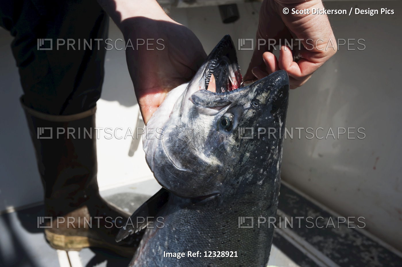 A Fisherman Retrieves A Hook From The Mouth Of A Fresh Caught Fish; Homer, ...