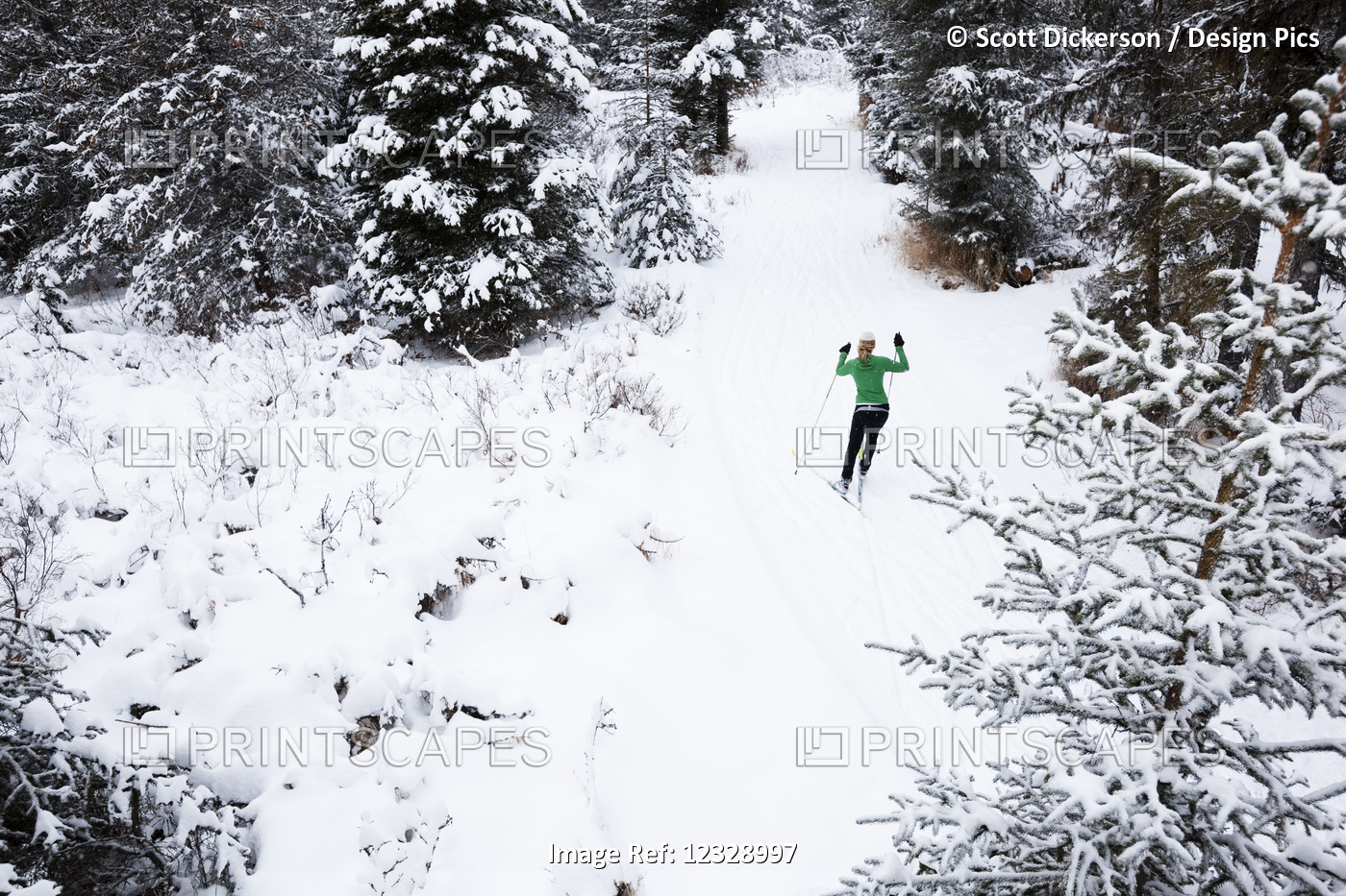 Cross Country Skiing On A Trail Through A Forest; Homer, Alaska, United States ...
