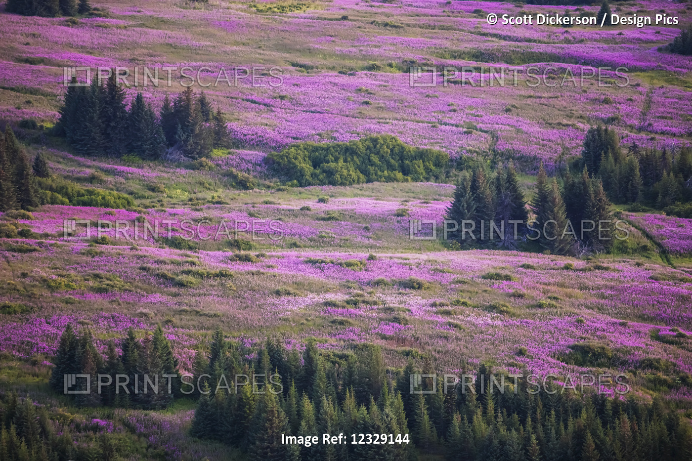 Field Of Fireweed (Chamaenerion Angustifolium); Alaska, United States Of America