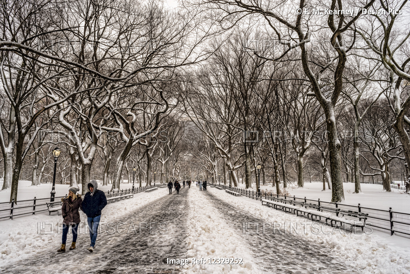 Snow-Covered Trees In The Mall, Central Park; New York City, New York, United ...