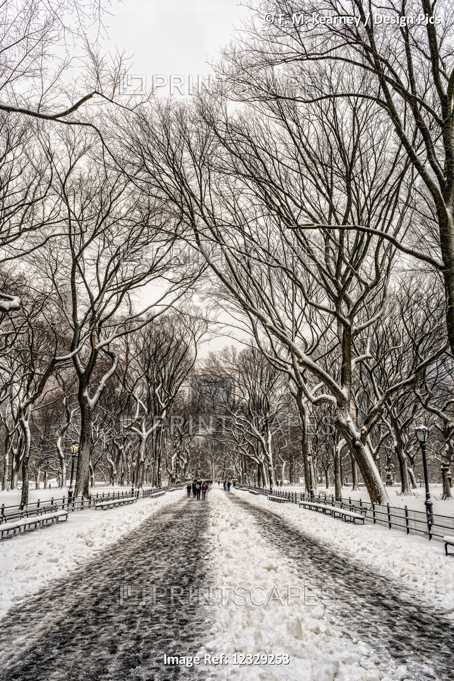 Snow-Covered Trees In The Mall, Central Park; New York City, New York, United ...